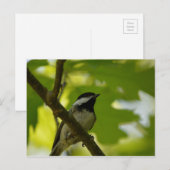 SCHWARZKADEE-POSTKARTE POSTKARTE (Vorne/Hinten)