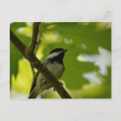 SCHWARZKADEE-POSTKARTE POSTKARTE (Vorderseite)