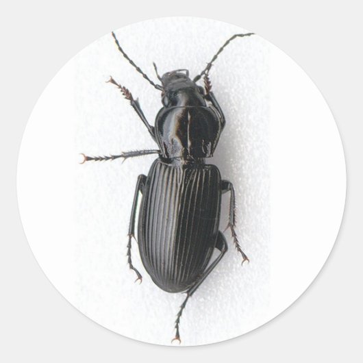 Schwarzkäfer Runder Aufkleber (Vorderseite)