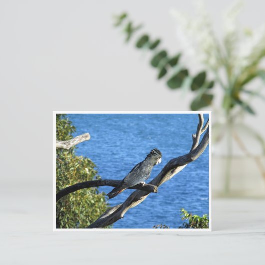 Schwarzkakadu Postkarte (Stehend Vorderseite)