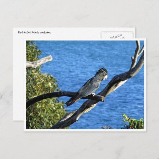Schwarzkakadu Postkarte (Vorne/Hinten)