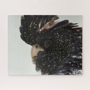 Schwarzkakadu Puzzle