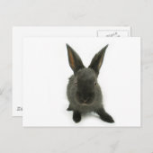 Schwarzkaninchen Postkarte (Vorne/Hinten)