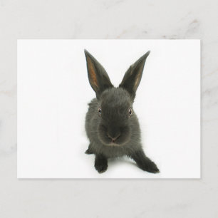 Schwarzkaninchen Postkarte