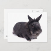 Schwarzkaninchen Postkarte (Vorne/Hinten)