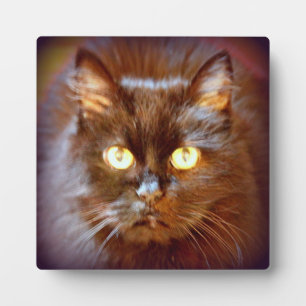 Schwarzkatze Fotoplatte