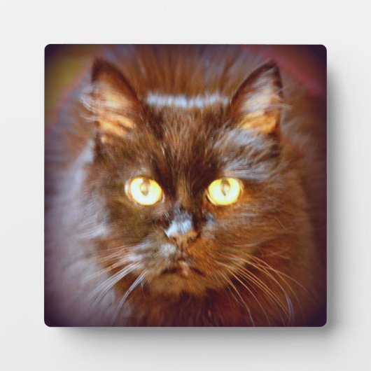 Schwarzkatze Fotoplatte (Vorderseite)