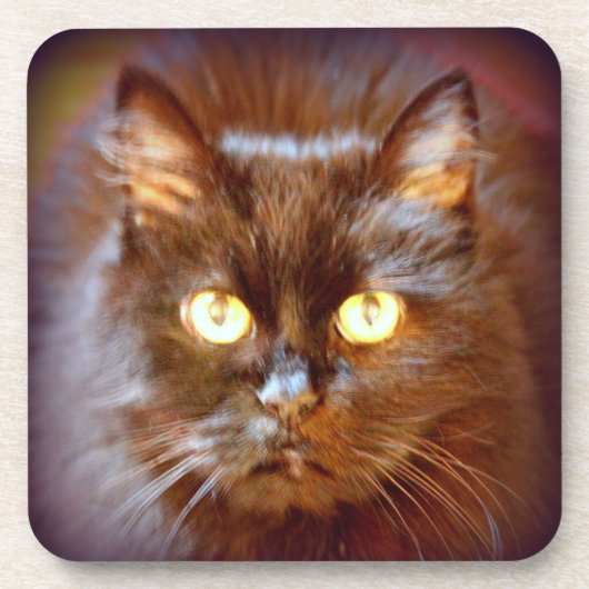 Schwarzkatze Getränkeuntersetzer (Vorderseite)