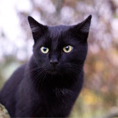 Schwarzkatze Golf Headcover