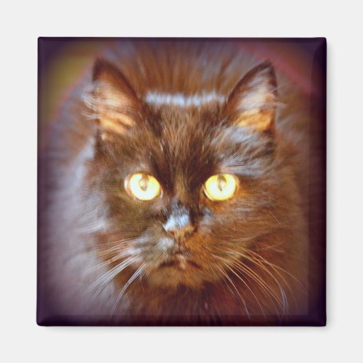 Schwarzkatze Magnet (Vorne)