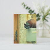 Schwarzkatze Postkarte (Stehend Vorderseite)