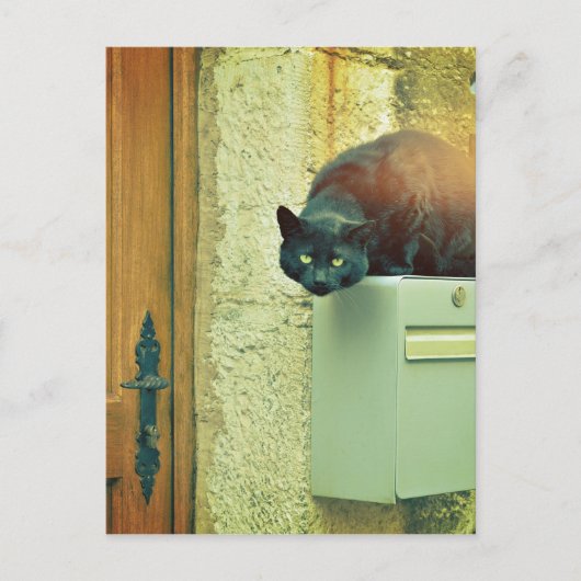 Schwarzkatze Postkarte (Vorderseite)