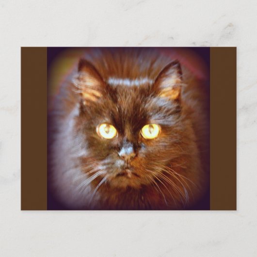 Schwarzkatze Postkarte (Vorderseite)