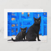 Schwarzkatze-Streukatze Postkarte (Vorne/Hinten)