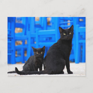 Schwarzkatze-Streukatze Postkarte
