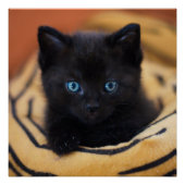 Schwarzkatzenglanz-Poster Poster (Vorderseite)