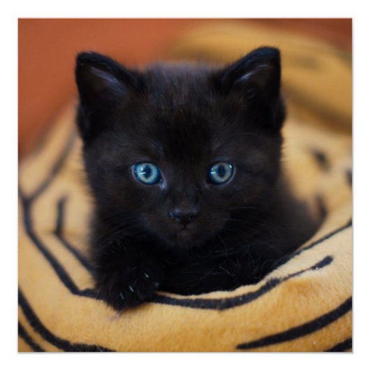 Schwarzkatzenglanz-Poster Poster (Vorderseite)