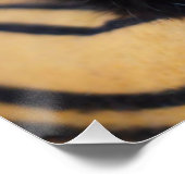 Schwarzkatzenglanz-Poster Poster (Ecke)