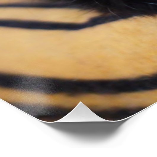 Schwarzkatzenglanz-Poster Poster (Ecke)