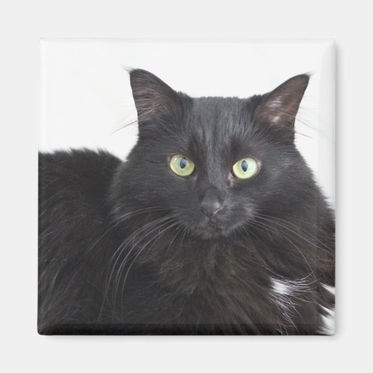 Schwarzkatzenmagnet Magnet (Vorne)