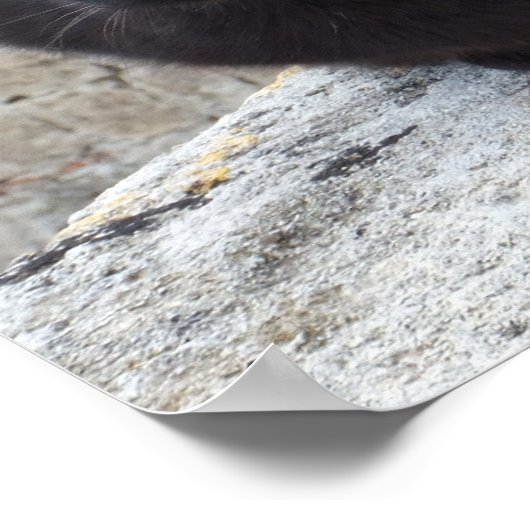 Schwarzkatzenposter Poster (Ecke)