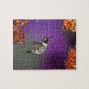 Schwarzkehlnymphe, Archilochus alexandri, Puzzle