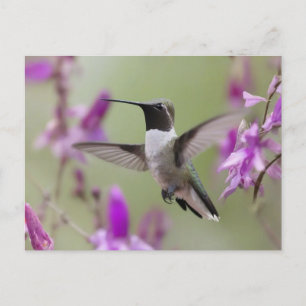 Schwarzkehlnymphe im Flug Postkarte