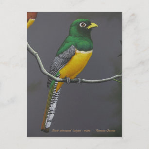 Schwarzkehltrogon - männlich postkarte