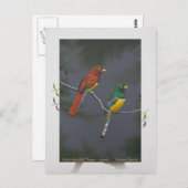 Schwarzkehltrogon - Paar Postkarte (Vorne/Hinten)