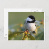 Schwarzkichadelle Postkarte (Vorne/Hinten)