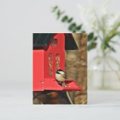 Schwarzkichadelle Postkarte (Stehend Vorderseite)