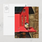 Schwarzkichadelle Postkarte (Vorne/Hinten)