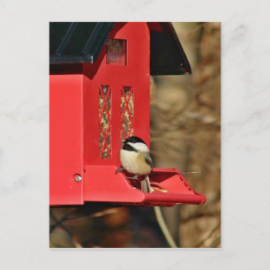 Schwarzkichadelle Postkarte