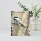 Schwarzkichadelle Postkarte (Stehend Vorderseite)