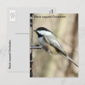 Schwarzkichadelle Postkarte (Vorne/Hinten)