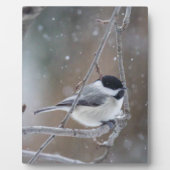 Schwarzkichererbse - Songbird Fotoplatte (Vorderseite)