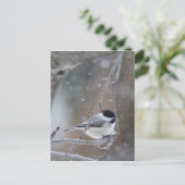 Schwarzkichererbse - Songbird Postkarte (Stehend Vorderseite)