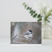 Schwarzkichererbse - Songbird Postkarte (Stehend Vorderseite)