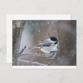 Schwarzkichererbse - Songbird Postkarte (Vorne/Hinten)