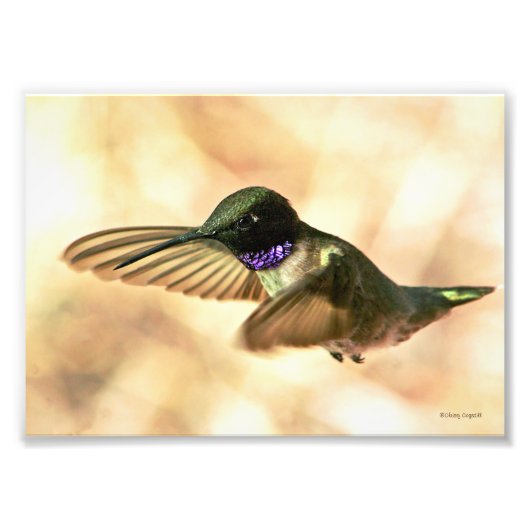Schwarzkinniger Hummingbird Fotodruck (Vorne)