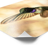 Schwarzkinniger Hummingbird Fotodruck (Ecke)