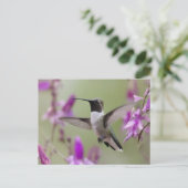 Schwarzkinniger Hummingbird im Flugzeug Postkarte (Stehend Vorderseite)