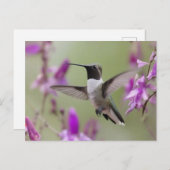Schwarzkinniger Hummingbird im Flugzeug Postkarte (Vorne/Hinten)