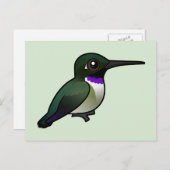 Schwarzkinniger Hummingbird Postkarte (Vorne/Hinten)