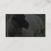 Schwarzköpfige Schafe auf Gras Visitenkarte (Rückseite)