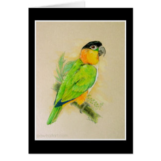 Schwarzköpfiger Caique