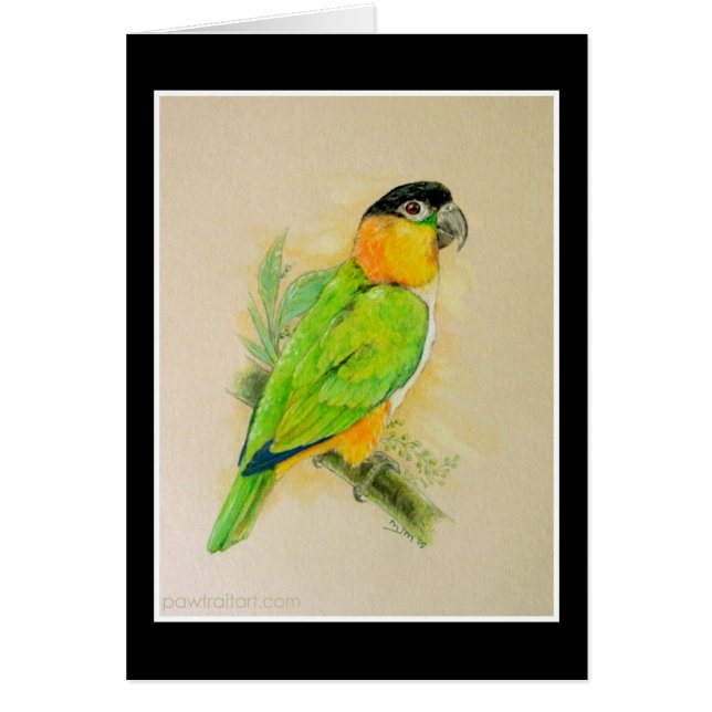 Schwarzköpfiger Caique (Vorne)