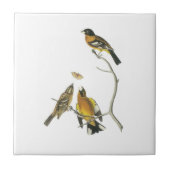 Schwarzköpfiger Grosbeak durch Audubon Fliese (Vorderseite)