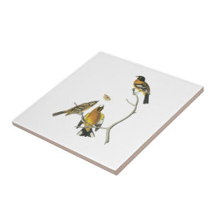 Schwarzköpfiger Grosbeak durch Audubon Fliese