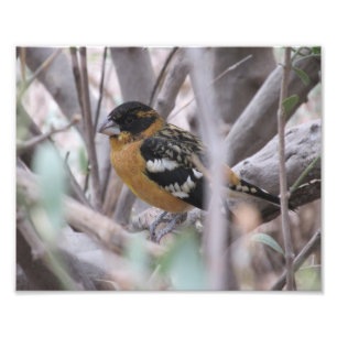 Schwarzköpfiger Grosbeak Fotodruck